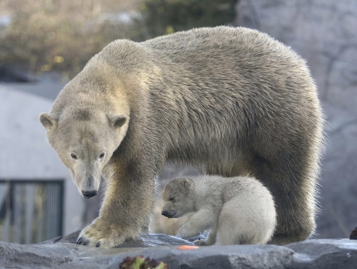 Jegesmedvebocs a Schönbrunni Állatkertben,Jegesmedvebocs a Schönbrunni Állatkertben,Austria Polar Bear