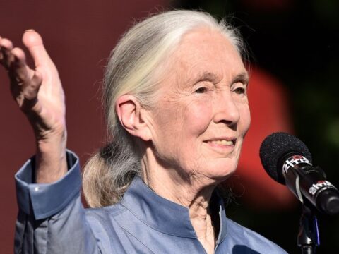 Jane Goodall - Nem söpörhetjük az emberi népesedés kérdését a szőnyeg alá | ClimeNews