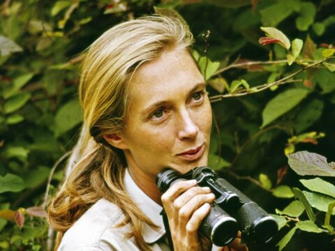 Elhunyt Jane Goodall, a világhírű primatológus és környezetvédő