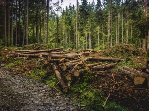 „Európába áramlik a vágás” — Ukrajna erdeinek kifosztása és az EU felelőssége